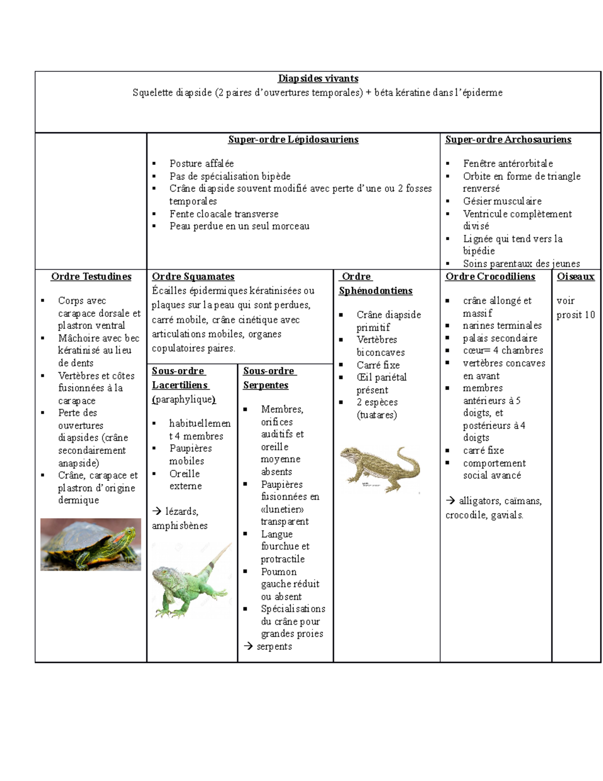 Tableau Classification Reptiles Diapsides Vivants Squelette Diapside 