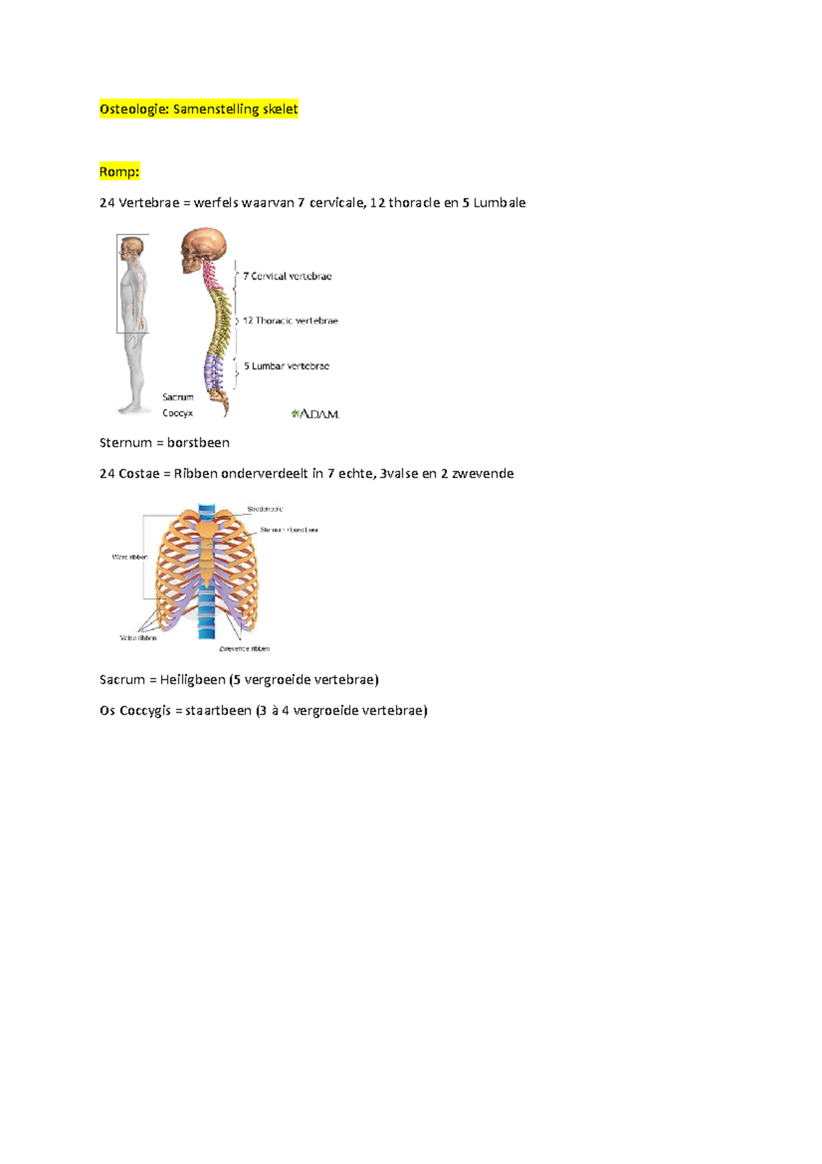 Deel Van Anatomie Vlakken. - Osteologie: Samenstelling Skelet Romp: 24 ...