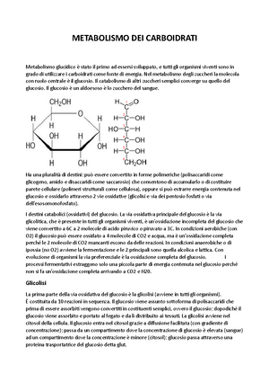 Metabolismo Degli Amminoacidi Metabolismo Degli Amminoacidi Gli Aa Si Possono Formare Nella