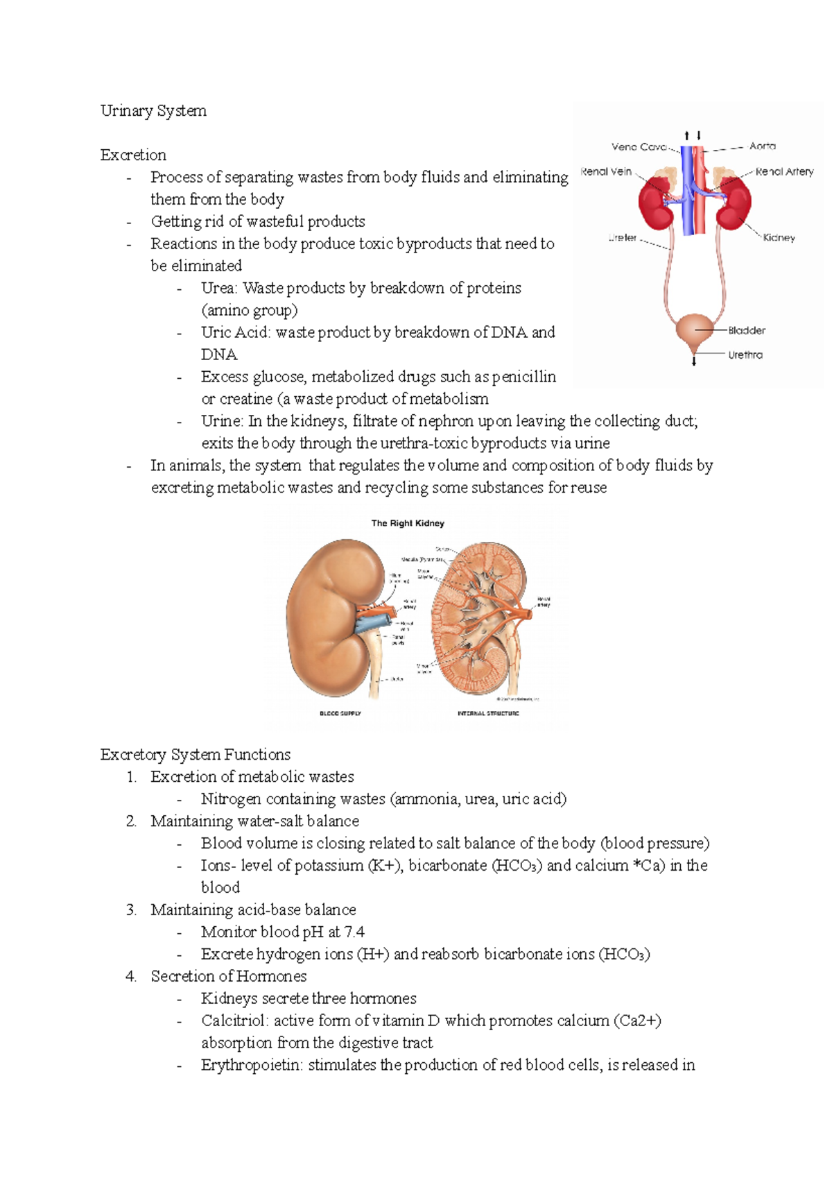 Urinary System - Class Notes, Homeostasis Unit - Urinary System ...