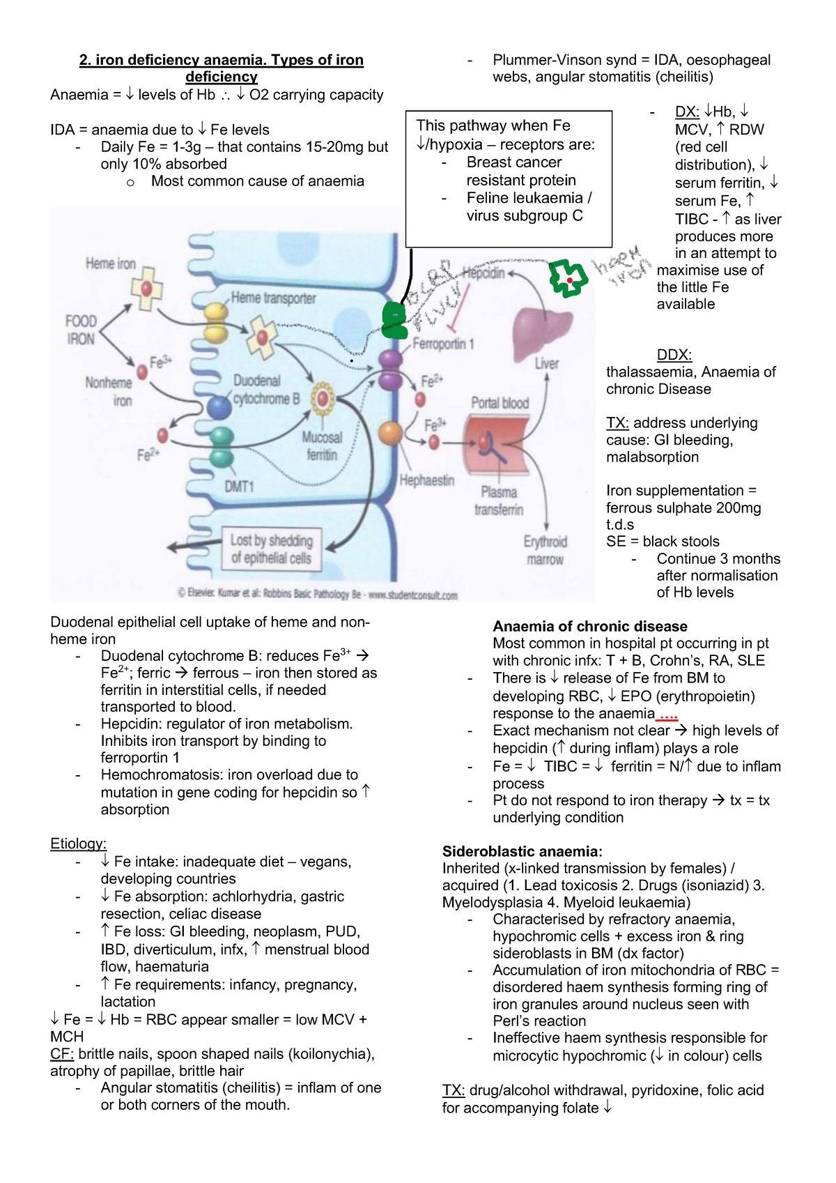 2. Iron deficiency aneamia. Type of iron deficiency - iron deficiency ...