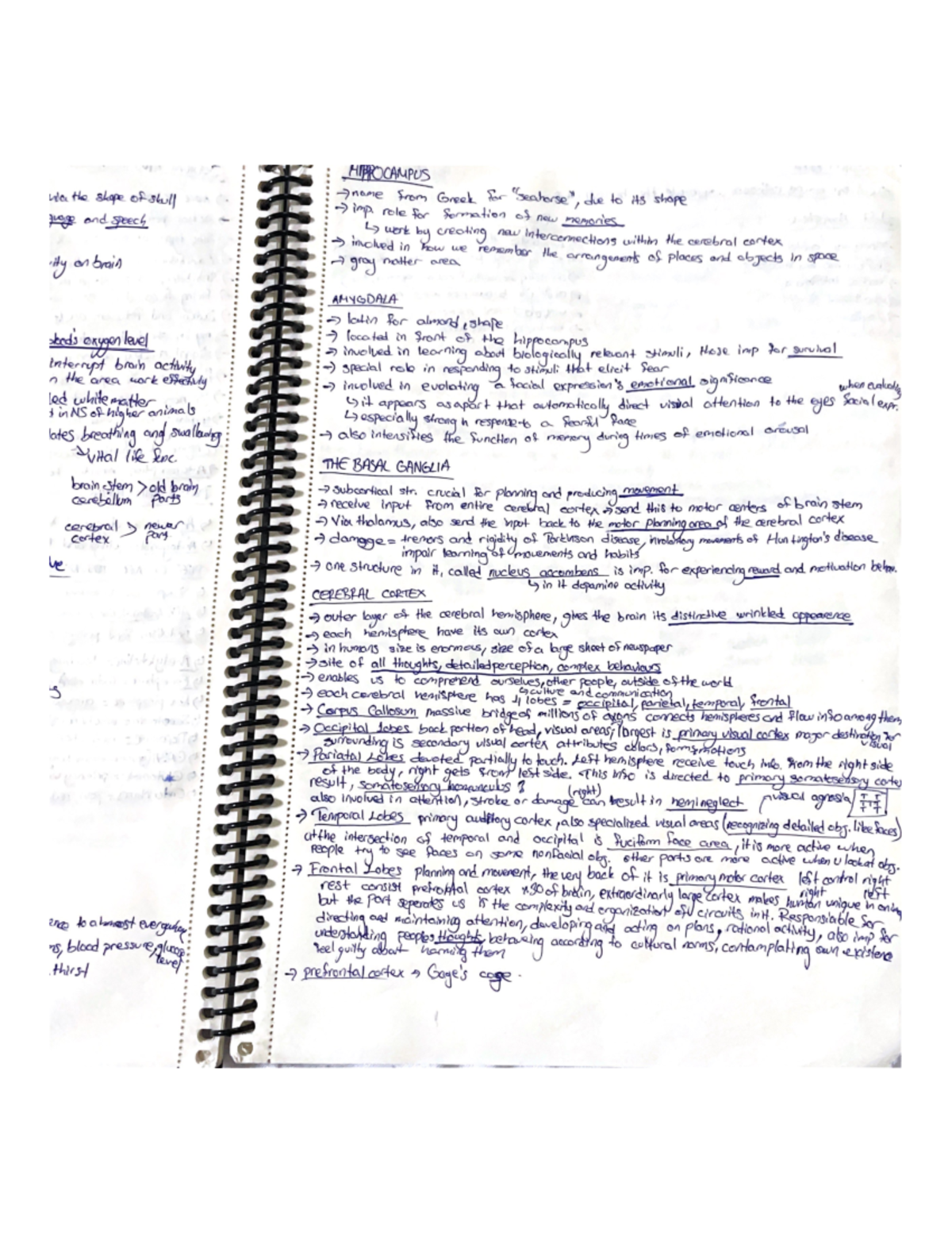 Chapter 3 Brain And Neurons Fundamentals Of Psychology Studocu Chapter 3 Brain And Neurons Fundamentals Of Psychology Studocu