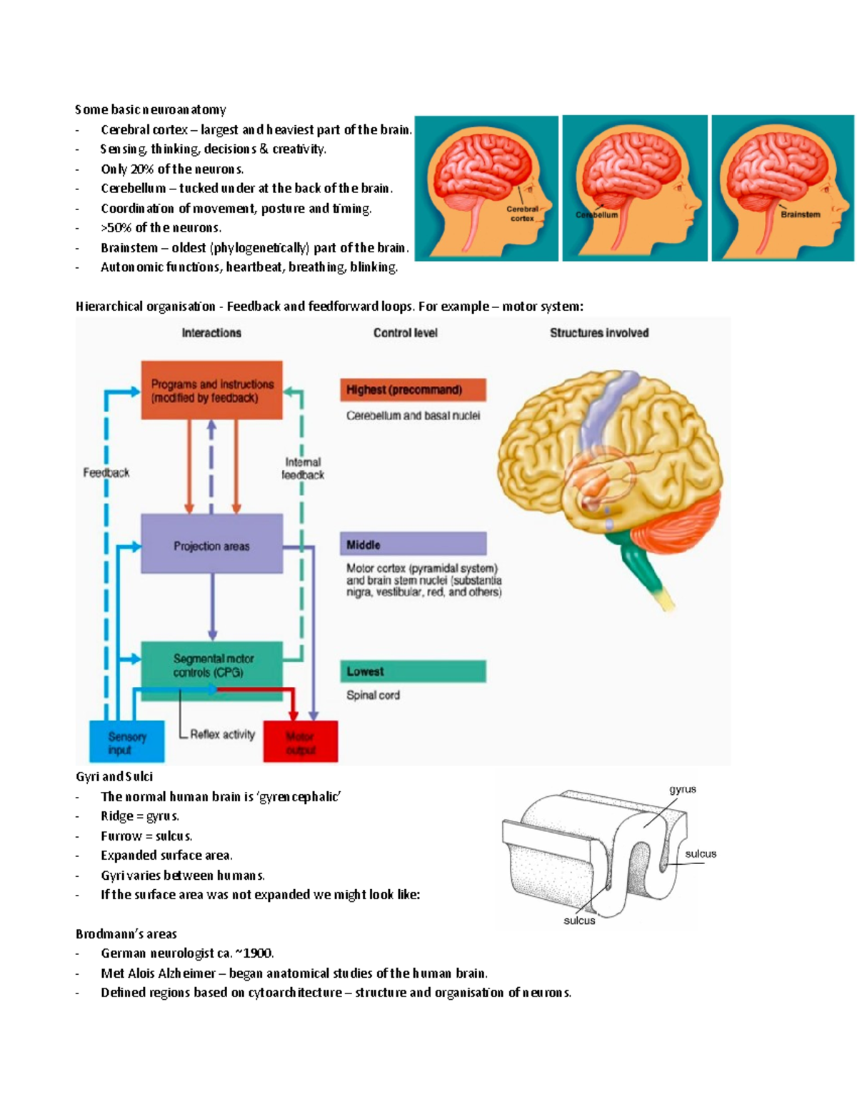 Cerebral Cortex - Some Basic Neuroanatomy Cerebral Cortex – Largest And ...