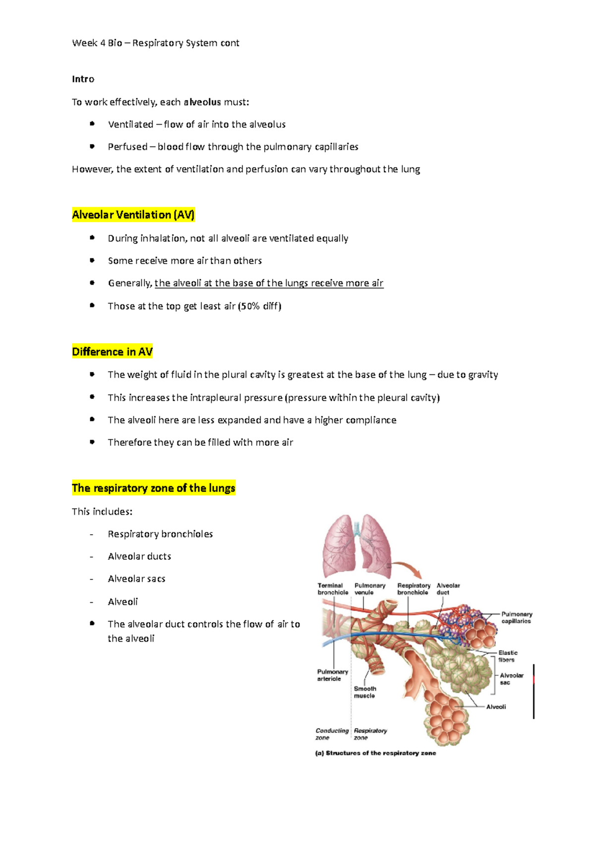 Respiratory System cont - Intro To work effectively, each alveolus must ...