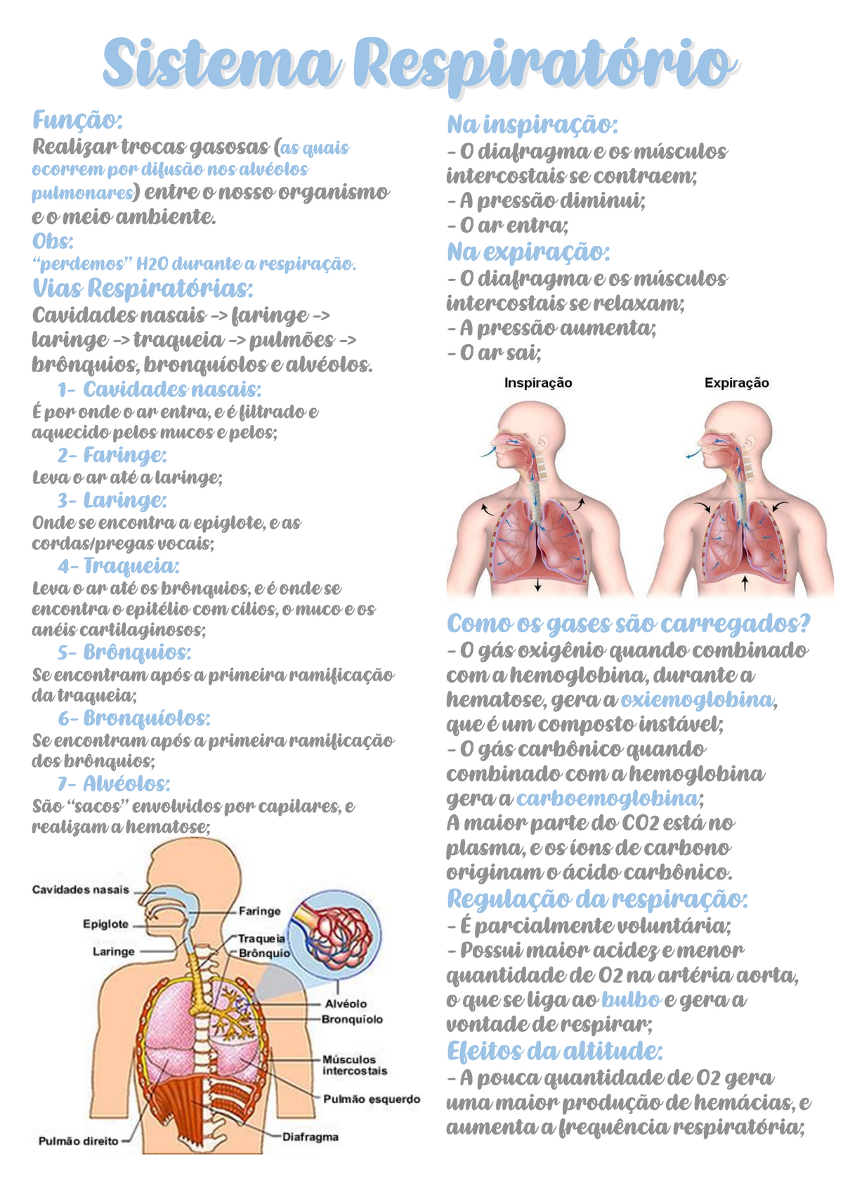 Sistema Respiratório - Muito Boa - Função: Realizar Trocas Gasosas (as ...