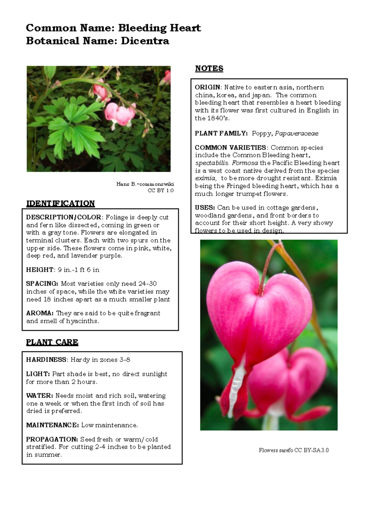 Dicentra Garden Flowers Annie White Common Name Bleeding Heart