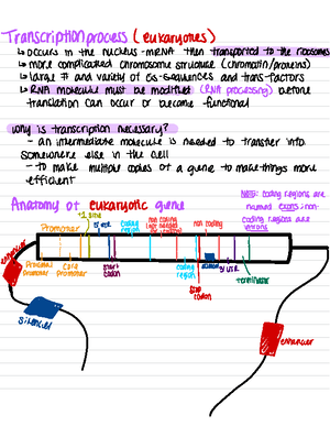 Genetics Linkage - Example ####### G B × G - B 30 MU 9 - B Y (so 15% ...