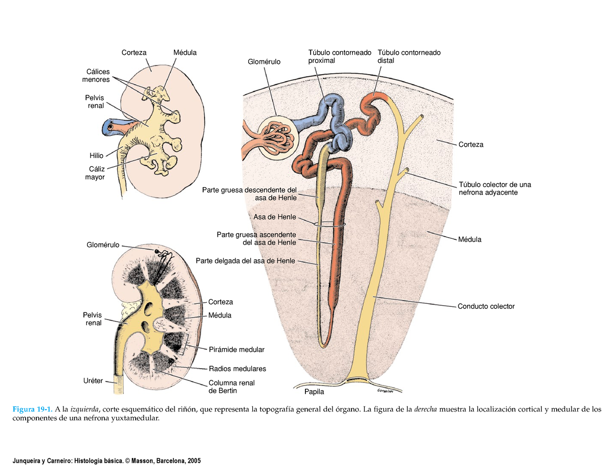 Aparato Urinario Figura 19 1 A La Izquierda Corte Esquemático Del Riñón Que Representa La 6119