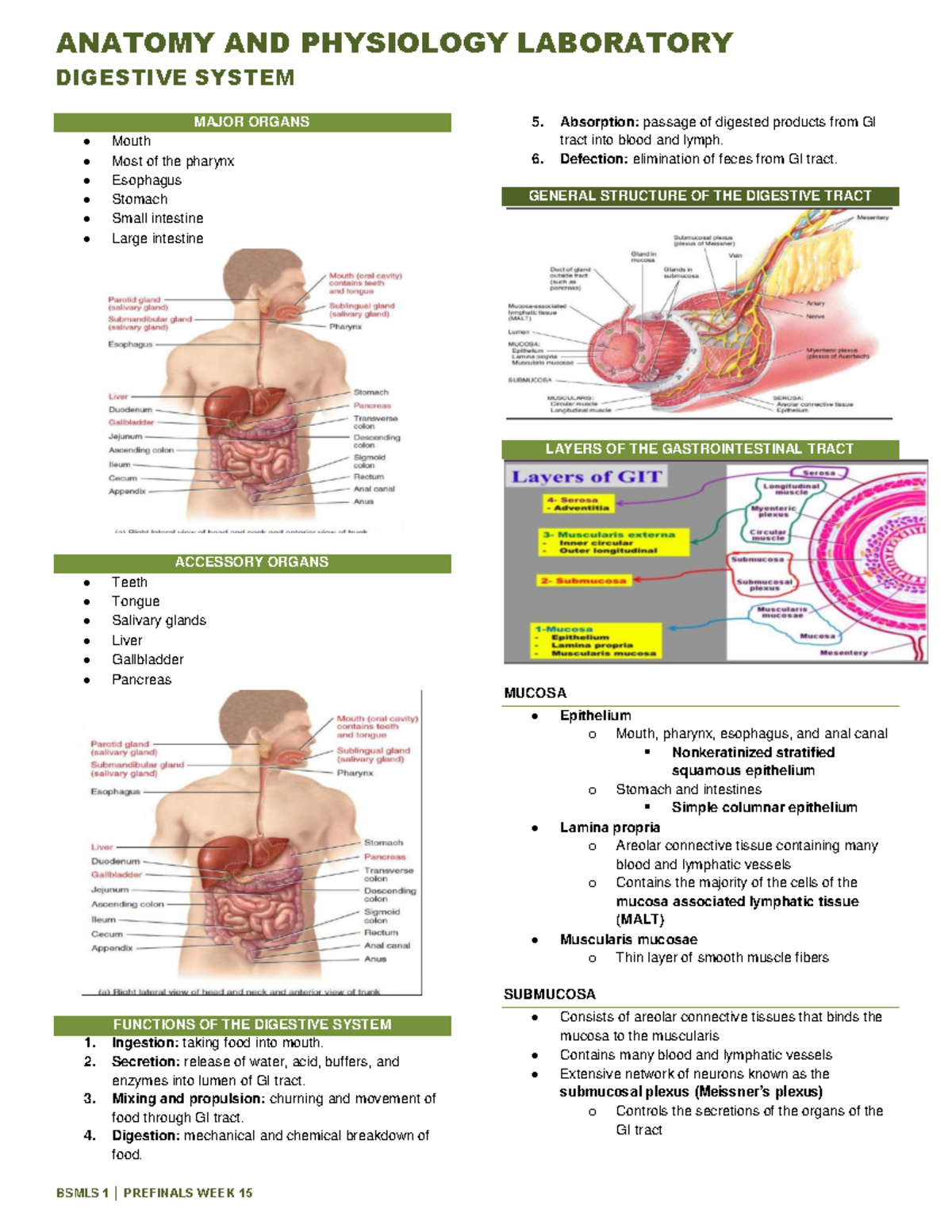 Anaphy Laboratory Digestive System - DIGESTIVE SYSTEM MAJOR ORGANS ...