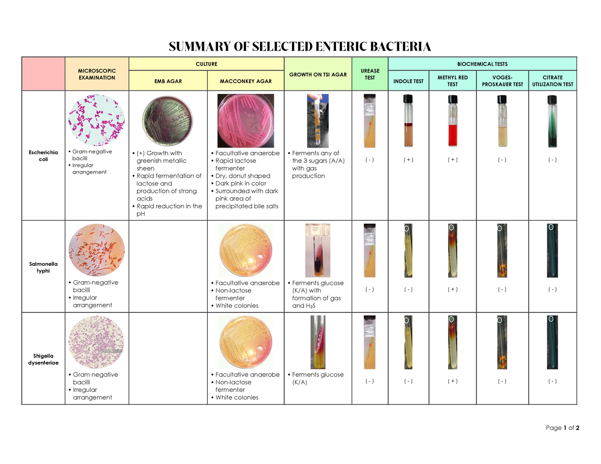 Summary Of Selected Enteric Bacteria - SUMMARY OF SELECTED ENTERIC ...