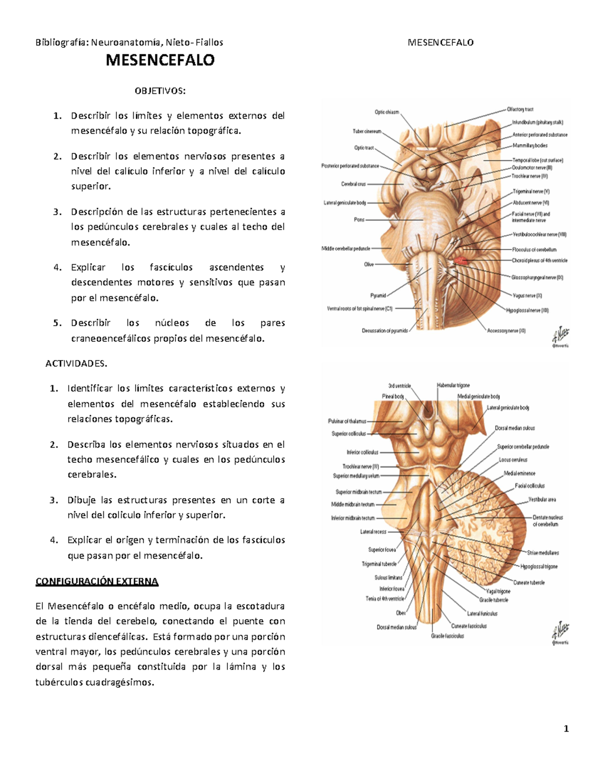 16. Mesencefalo - Apuntes II Parcial - MESENCEFALO OBJETIVOS: Describir ...