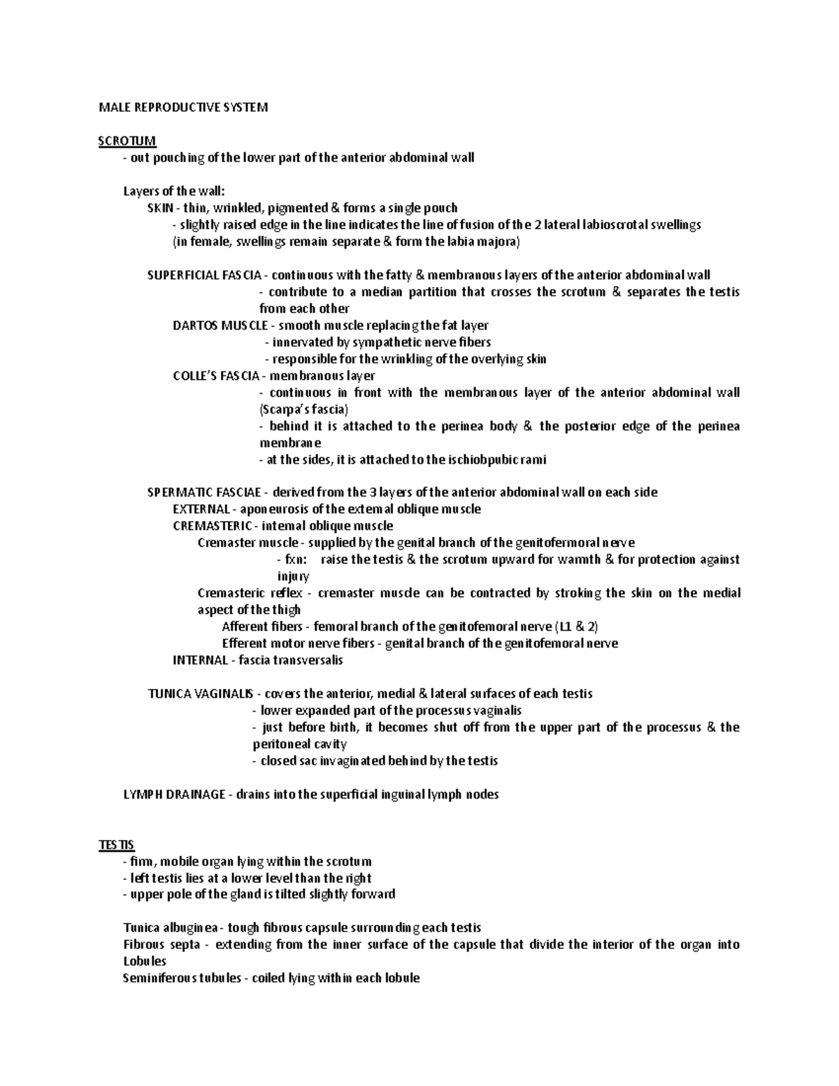 Anatomy of Male Reproductive System - MALE REPRODUCTIVE SYSTEM SCROTUM ...