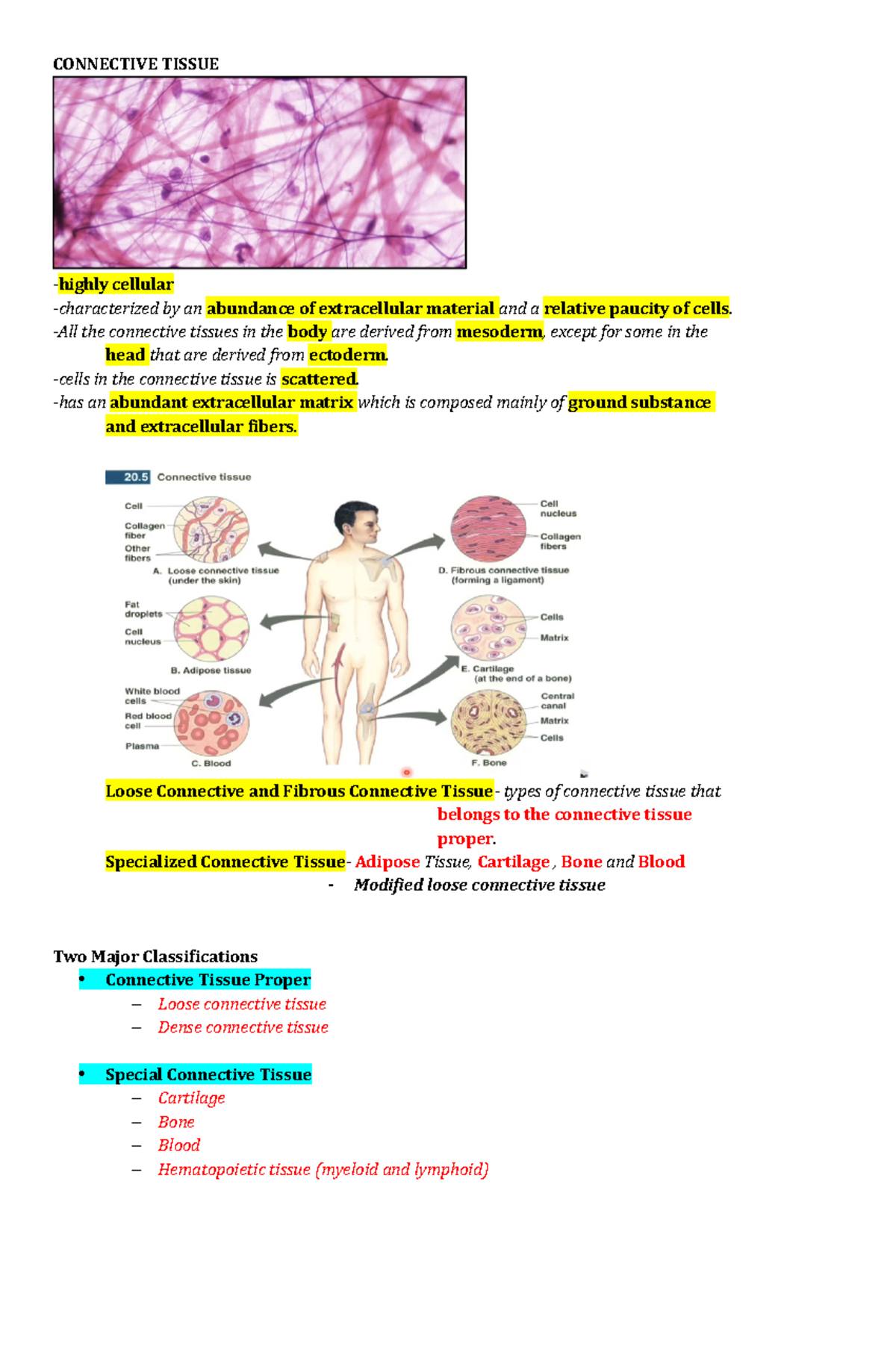3 Connective- Tissue- CONNECTIVE TISSUE highly cellular -characterized ...
