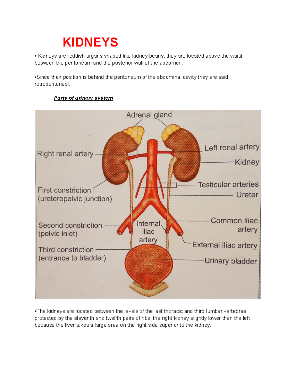 Kidneys - Lecture notes - KIDNEYS Kidneys are reddish organs shaped ...