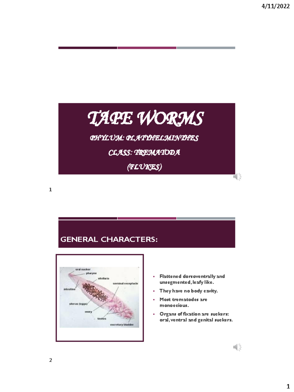 Trematodes Virology _ parasitology TAPE WORMS PHYLUM