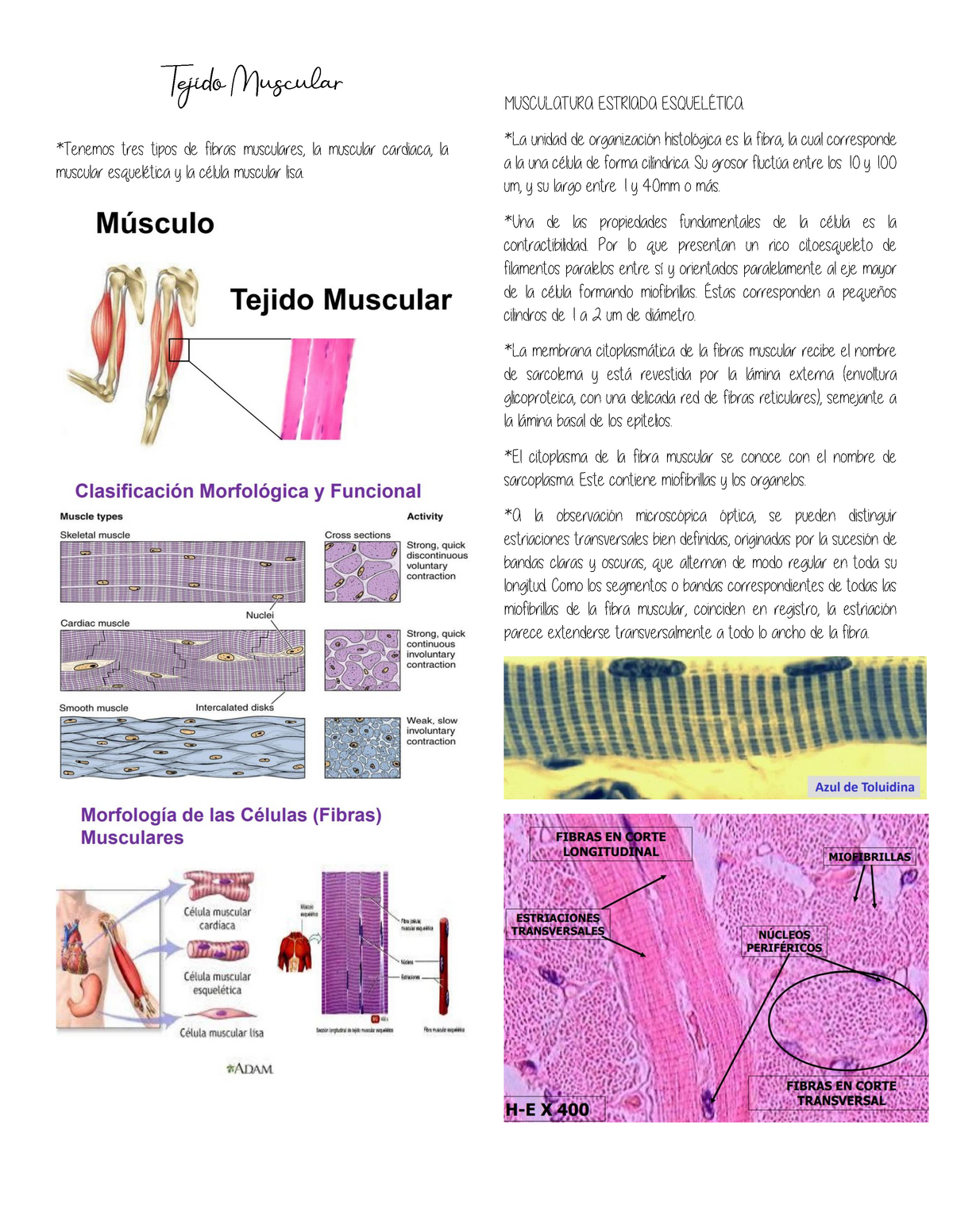 Fisiología general; un esbozo de la ciencia de la vida . Fig.  135.-Histolysis de fibras musculares en la cola de la larva de la^rana.  (Después Looss.) El isotrópico y el anisotrópico sustancias