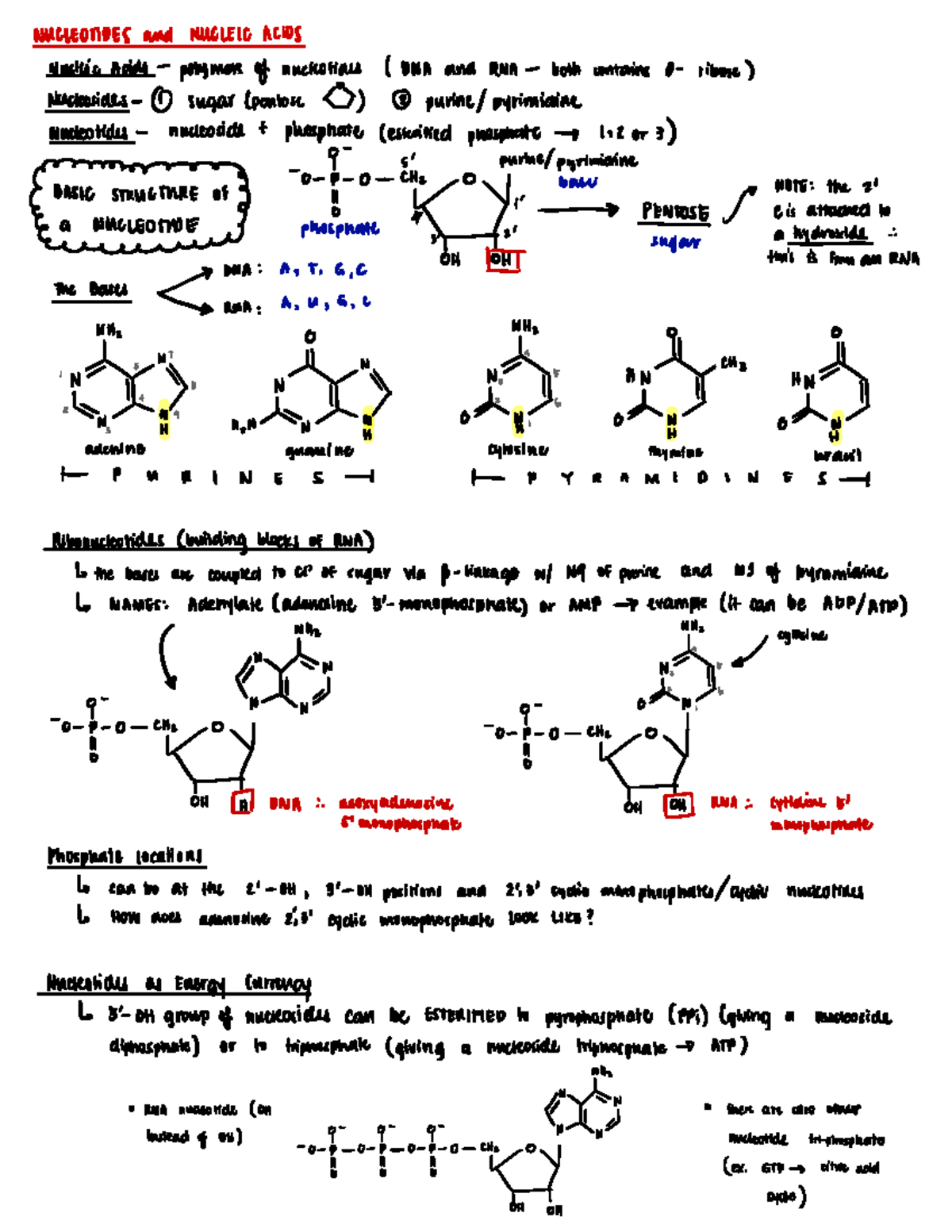 Nucleic Acids Lecture NUCLEOTIDES and NUCLEIC ACIDS Nucleic Acids