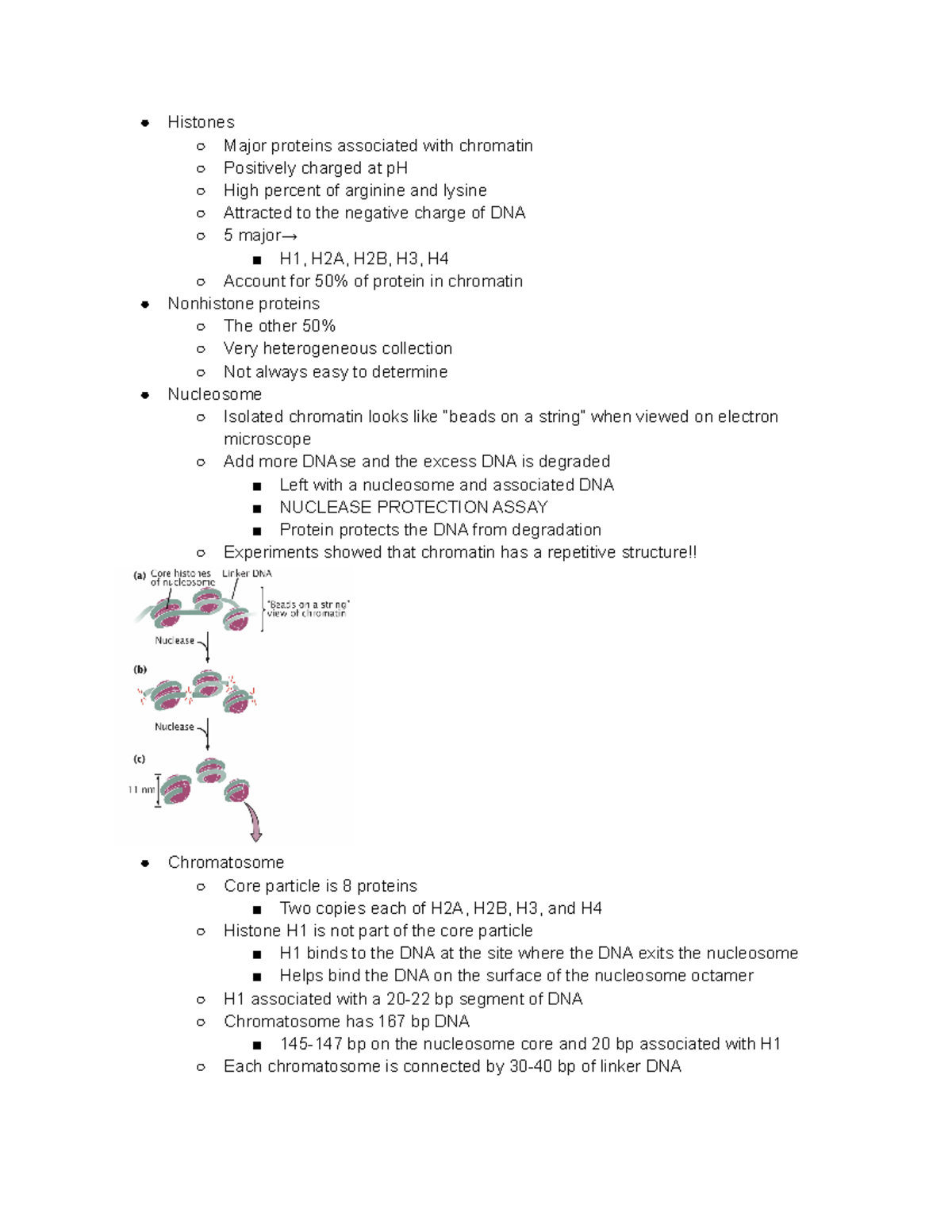 Genetics Chapter 11 Part 2 - Histones Major proteins associated with ...