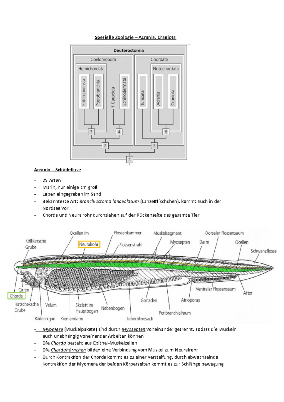 Spezielle Zoologie Acrania Craniota Spezielle Zoologie Acrania