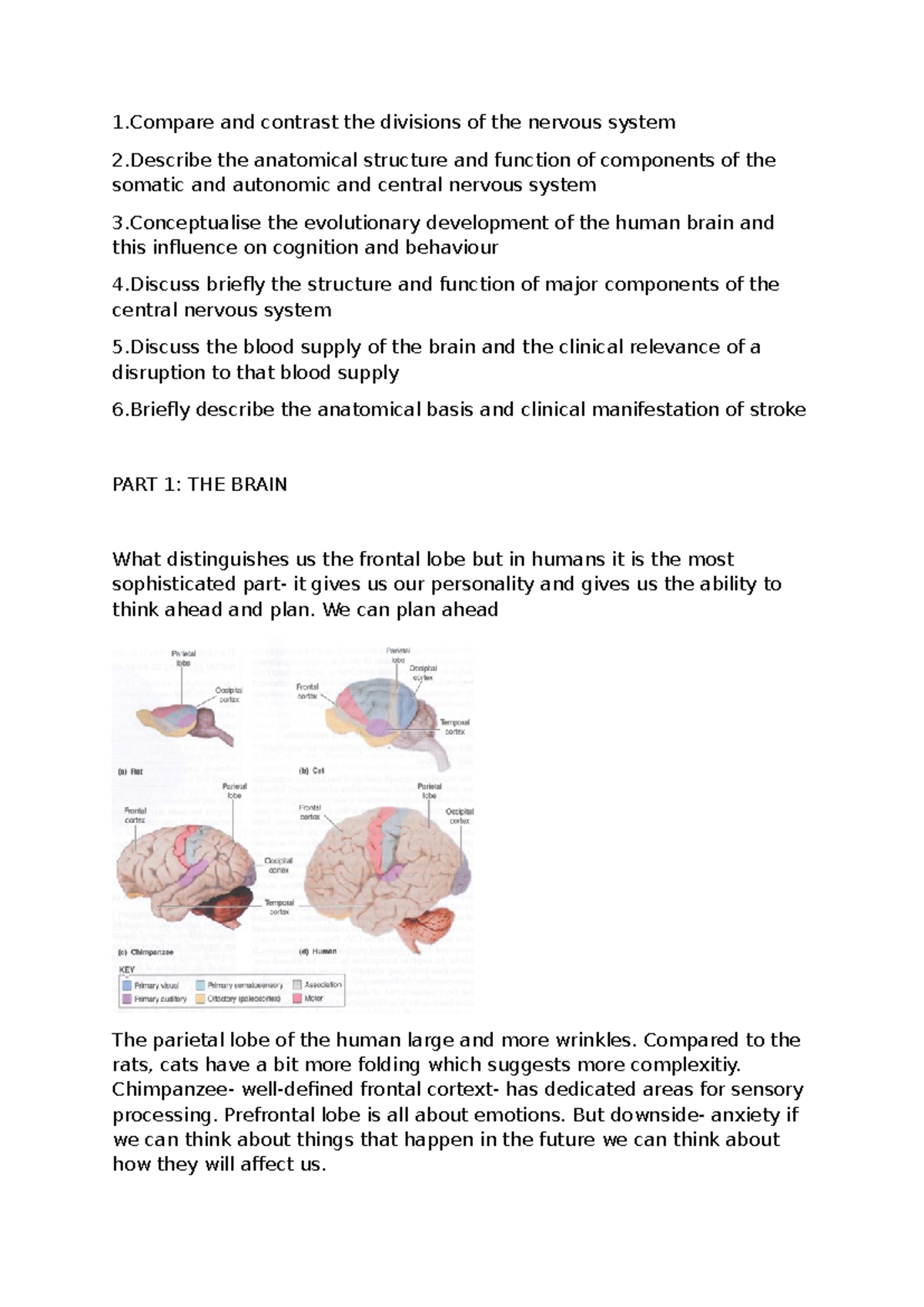 Human Brain - Lecture 31 lecture notes - 1 and contrast the divisions ...