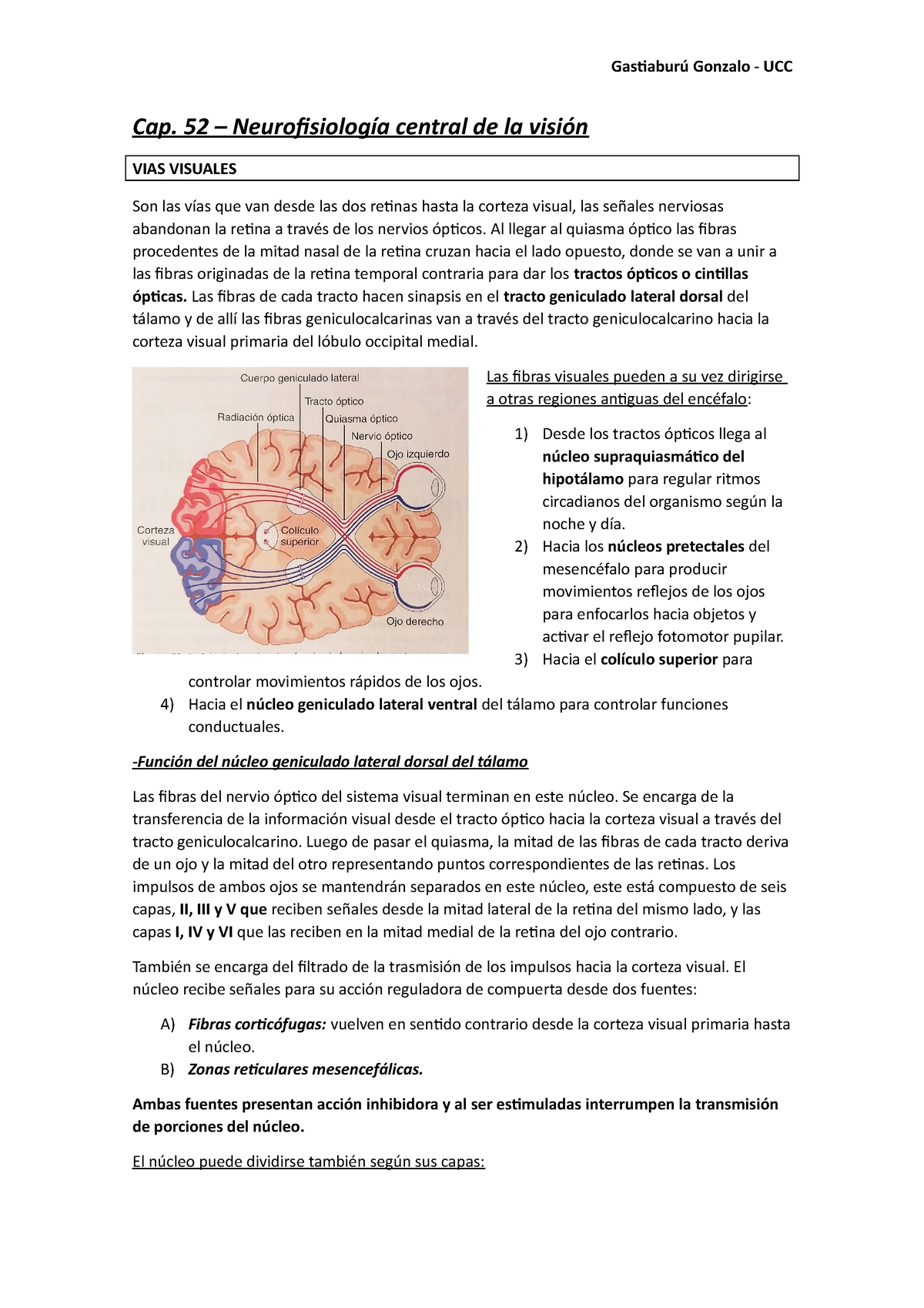 Cap A Guyton Resumen Fisio Sentidos Cap Neurofisiolog A Central De La Visi N Vias