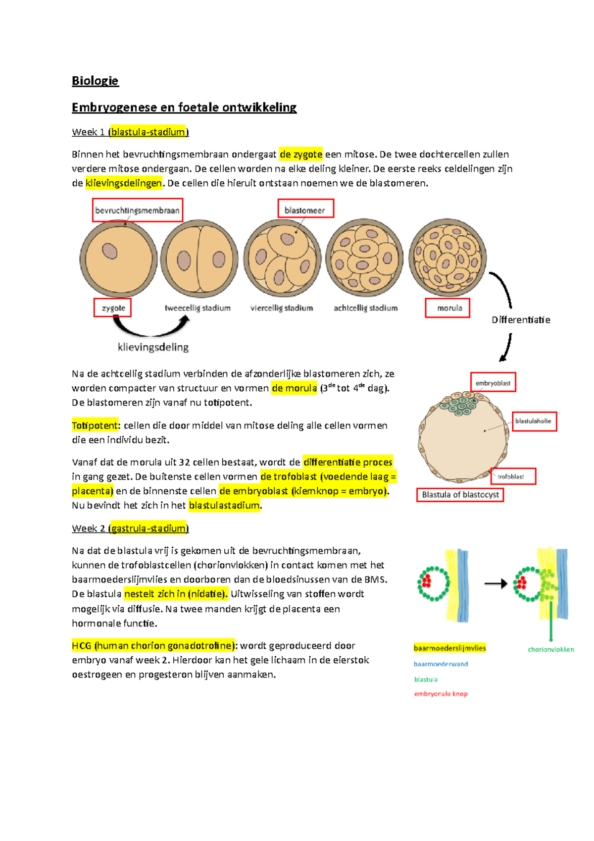 Biologie juni 2021-2022 - Biologie Embryogenese en foetale ontwikkeling ...