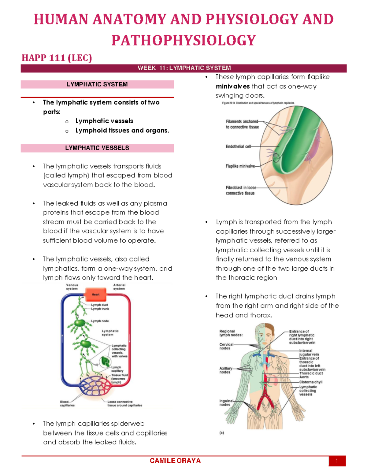 HAPP(LEC) WEEK11 - Trans - HUMAN ANATOMY AND PHYSIOLOGY AND ...