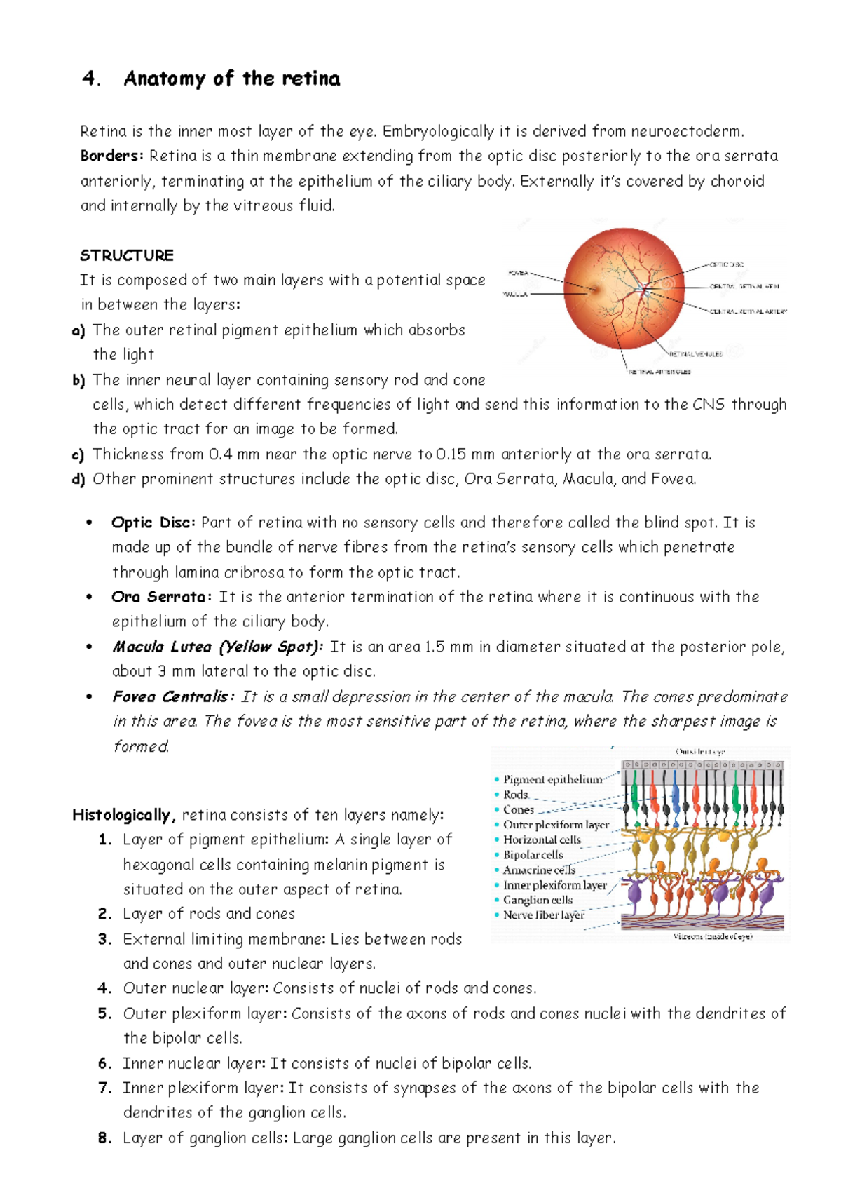 4. Anatomy of the retina - 4. Anatomy of the retina Retina is the inner ...