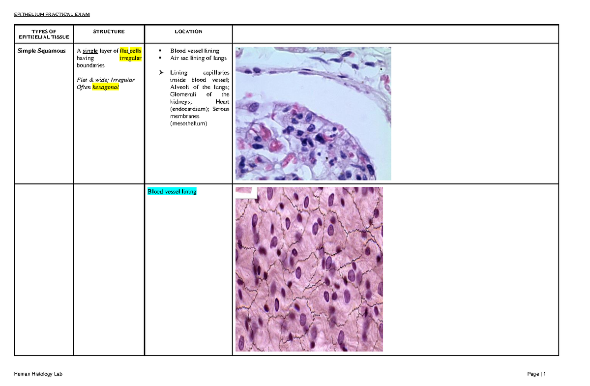 Histo Lab Practicals Epithelium - EPITHELIUM PRACTICAL EXAM TYPES OF ...