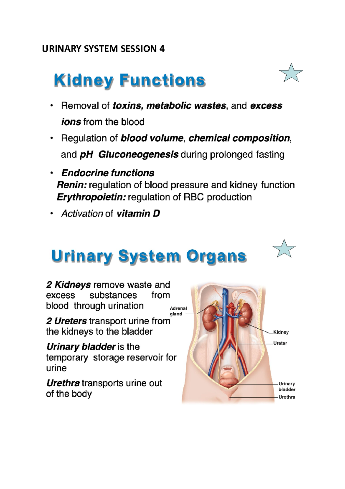 Urinary System Notes - HBNB - URINARY SYSTEM SESSION PART - Studocu