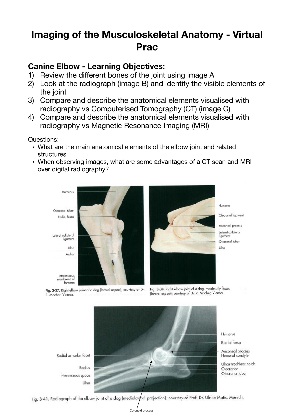 Imaging of the Musculoskeletal Anatomy - V. Prac - Imaging of the ...