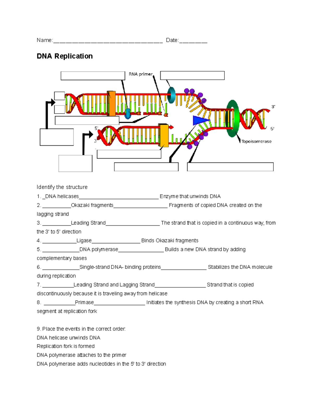 Copy of DNA Replication & Griffith's - Name ...