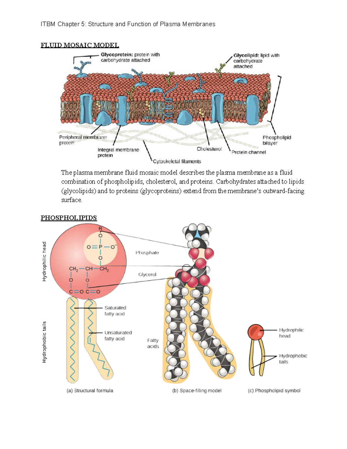 Chapter 5 Structure And Function Of Plasma Membranes Fluid Mosaic Model The Plasma Membrane