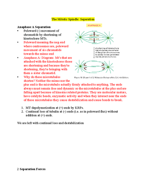 Mind Map - Lecture 11 - Mitochondrial Sorting : Iranslocationacross OM ...