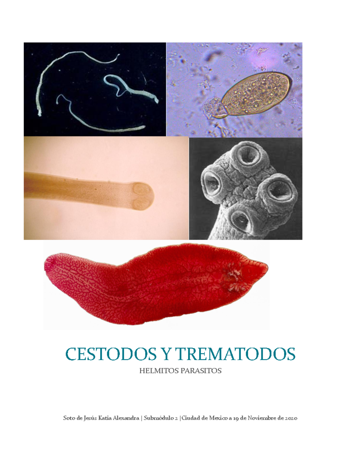 Helmintos: Cestodos y trematodos - Soto de Jesús Katia Alexandra ...