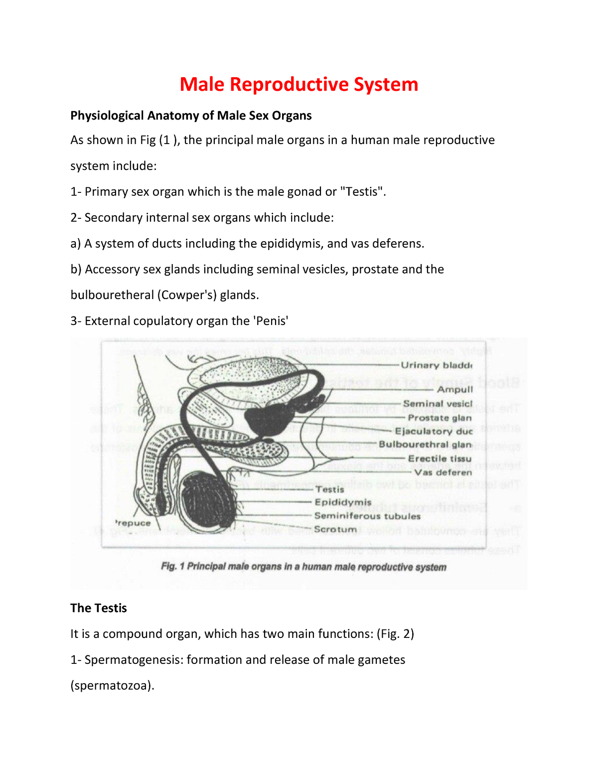 Male Reproductive System - Male Reproductive System Physiological Anatomy  of Male Sex Organs As - Studocu