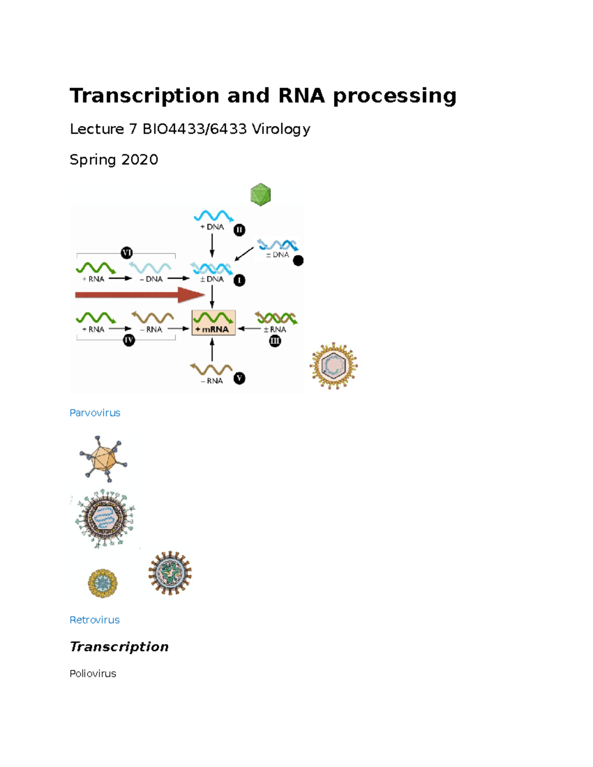 Virology 7 - Lecture notes 7 - Transcription and RNA processing ...
