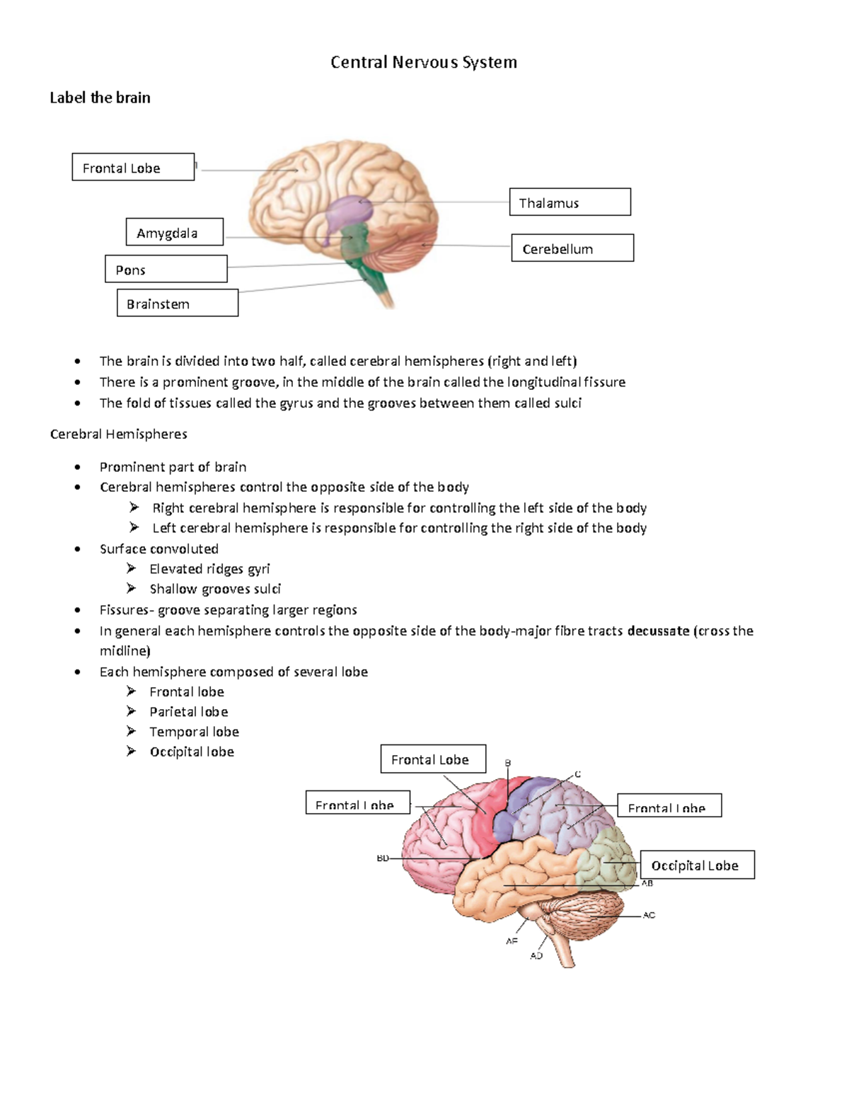 Summary - lecture 5, 7, 8, 10, 11 - Central Nervous System Label the ...