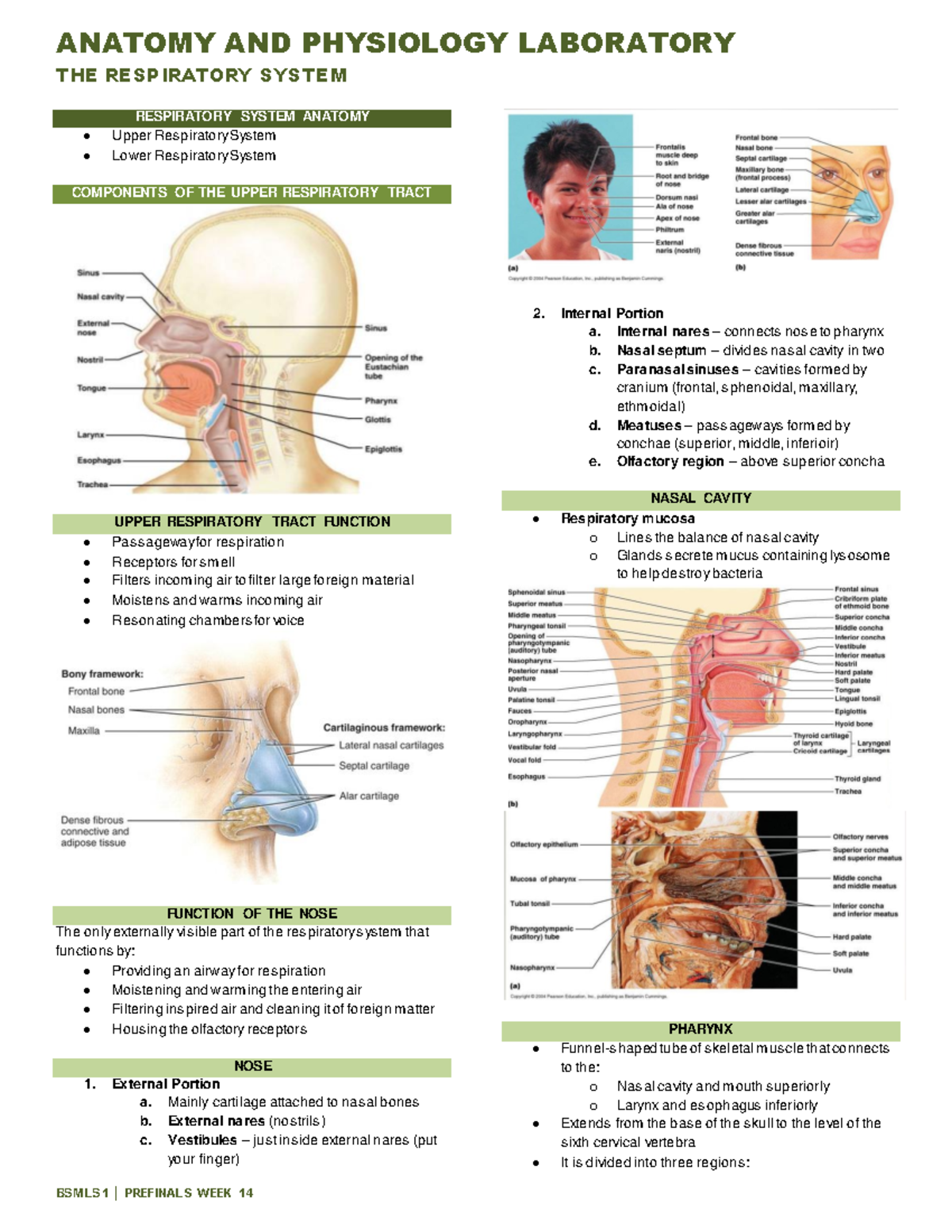 Ana Phy Lab- Respiratory System - THE RESPIRATORY SYSTEM RESPIRATORY ...