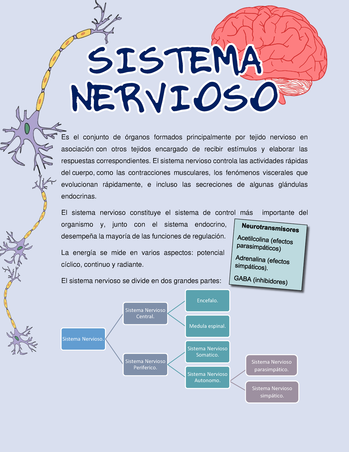 Sistema Nervioso Apuntes - Es El Conjunto De órganos Formados ...