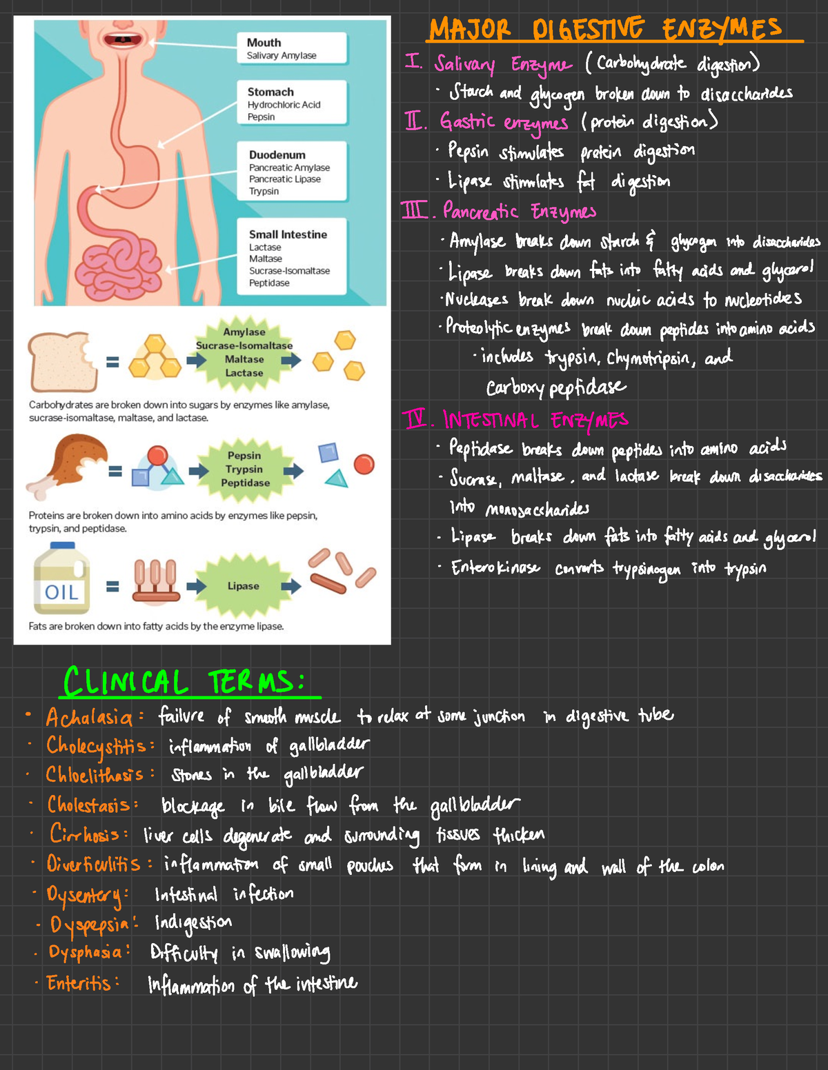 The Digestive System 14 - MAJOR DIGESTIVE ENEYMES 1. Salivary Enzyme ...