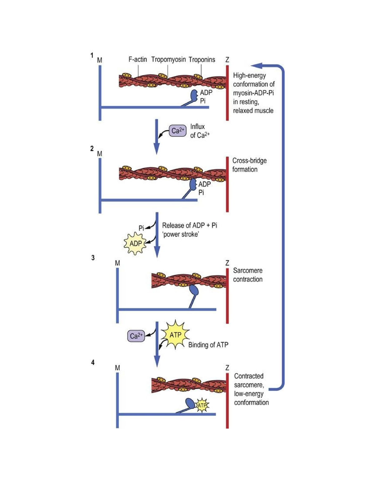 biochemistry-important-129-fig-20-proposed-stages-in-muscle