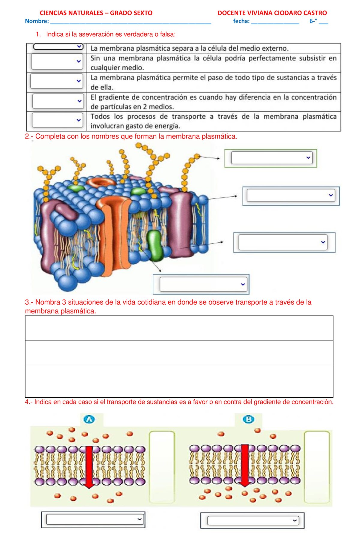 gradiente de concentración