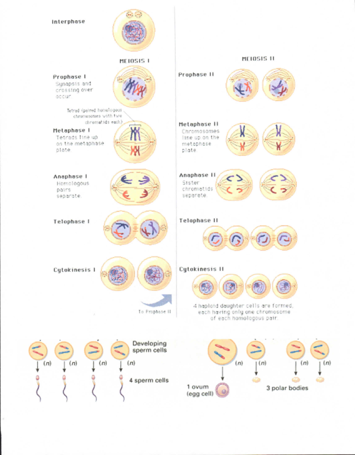 Meiosis wkst with notes - Interphase MEIOSIS I MEIOSIS 11 Prophase I ...