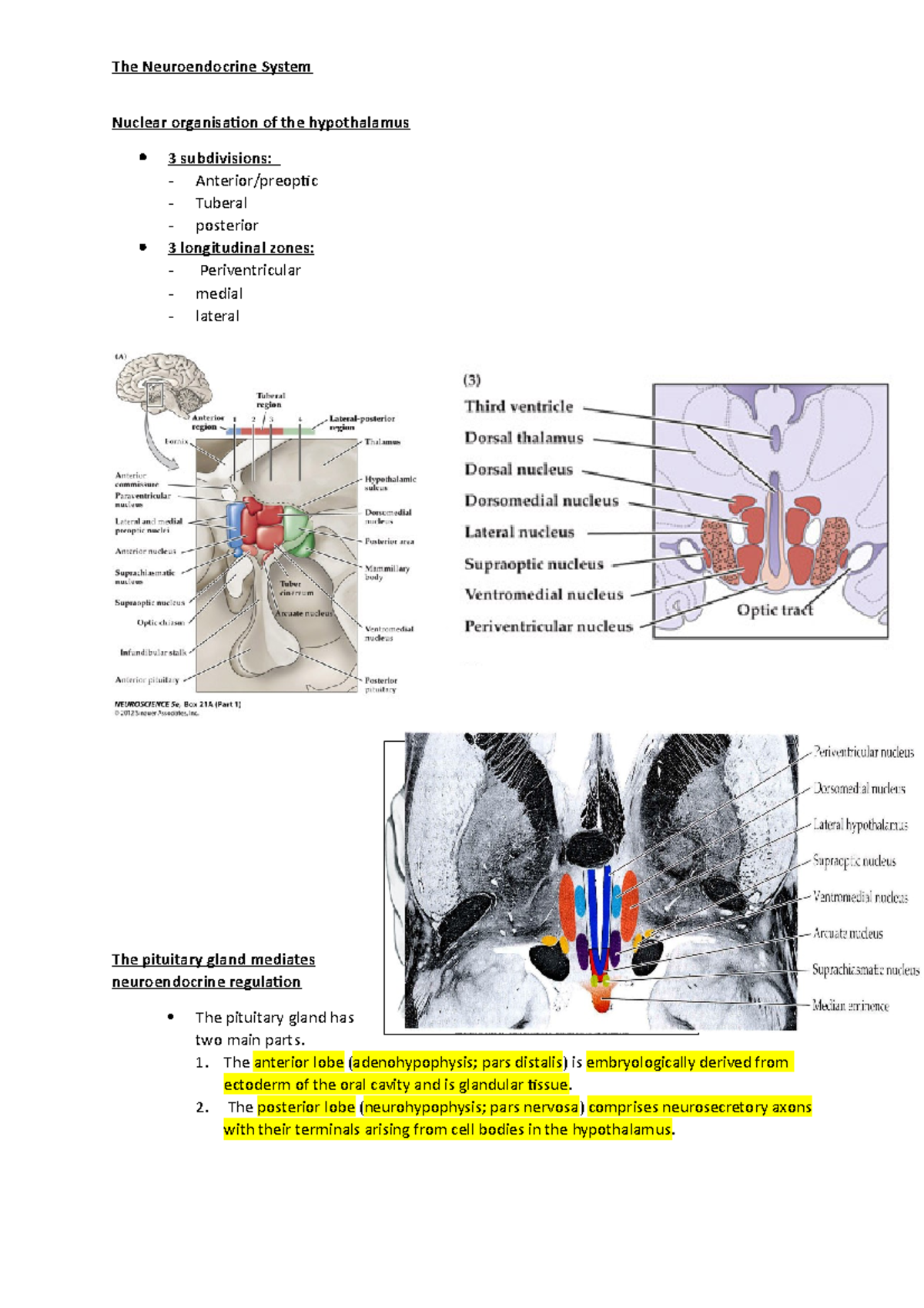 Neuroendocrine Part 2 - Lecture notes 3 - Nuclear organisation of the ...
