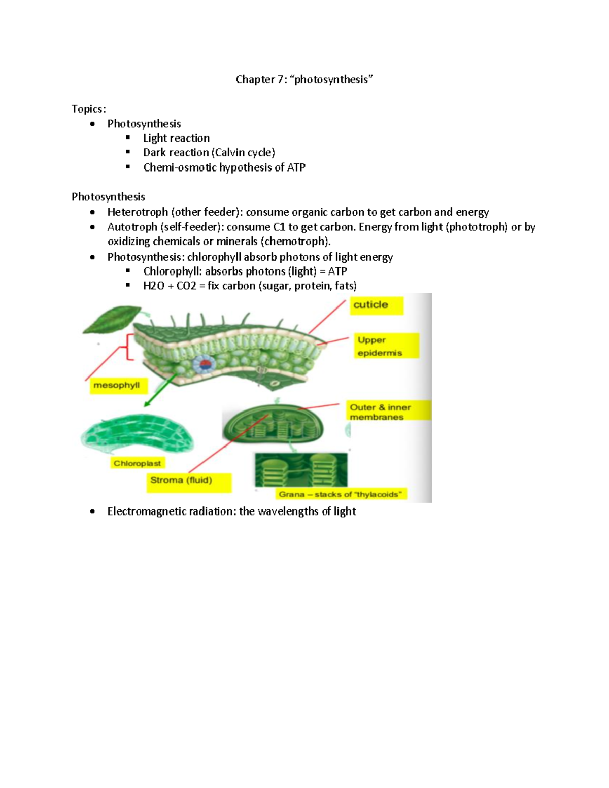 (1017XMR) BIO-Chapter 7 - Chapter 7: “photosynthesis” Topics ...