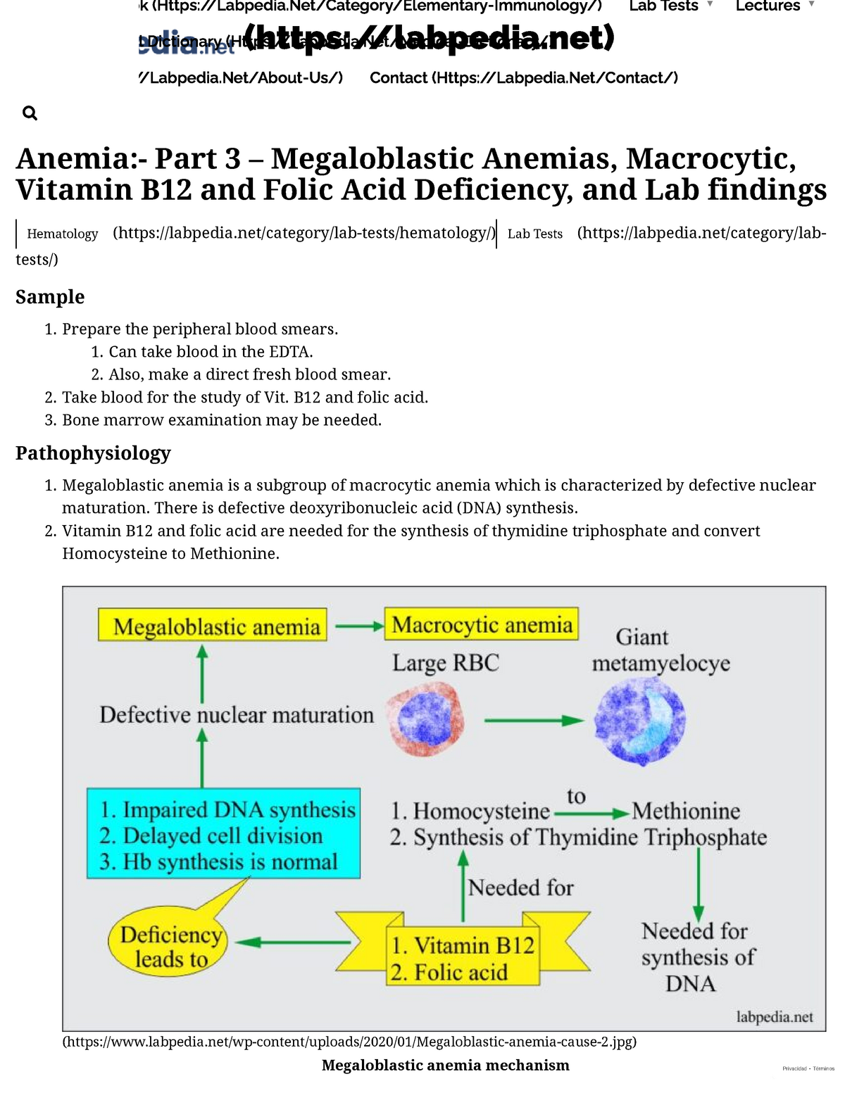 megaloblastic anemia pathway