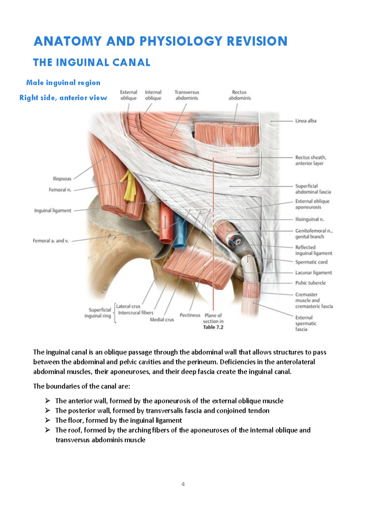 Urology Anatomy review - ANATOMY AND PHYSIOLOGY REVISION THE INGUINAL ...