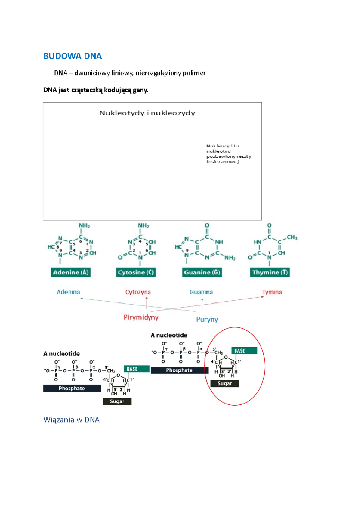 DNA1 - Notatki Z Wykłdów Genetyka Molekularna - BUDOWA DNA DNA ...