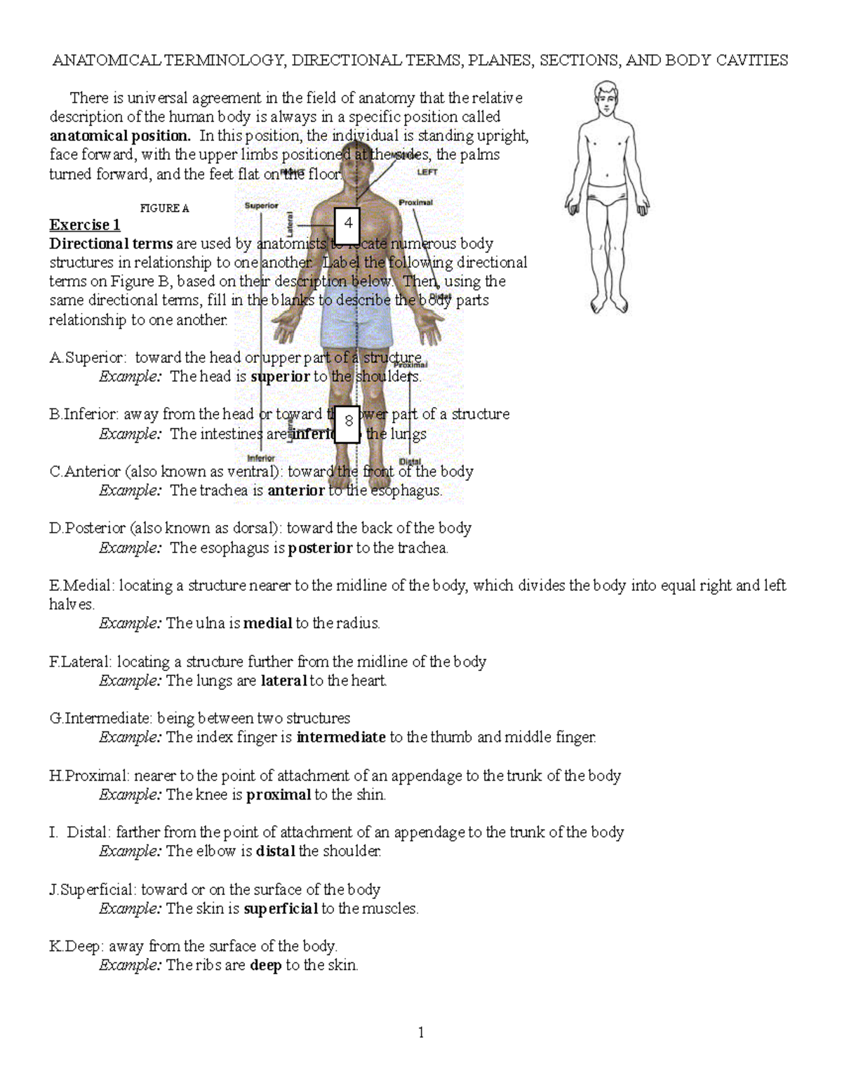 Anatomical Terminology Worksheet ANATOMICAL TERMINOLOGY DIRECTIONAL